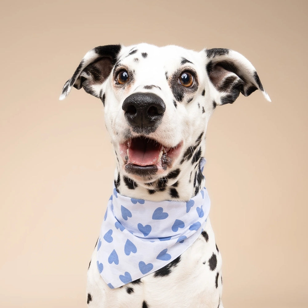 Story Dog Bandana